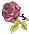 Rose/Thorn