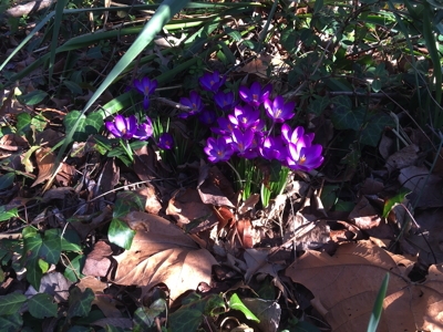 Crocuses at Meerkat Meade