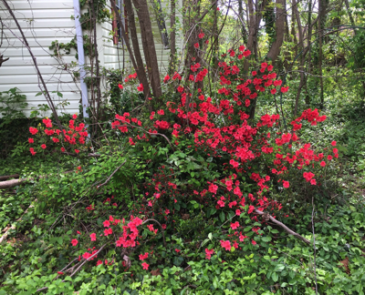 Azaleas in bloom at Meerkat Meade